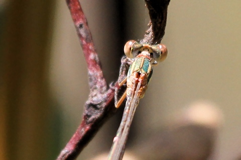 Slender Ringtail (Austrolestes analis)